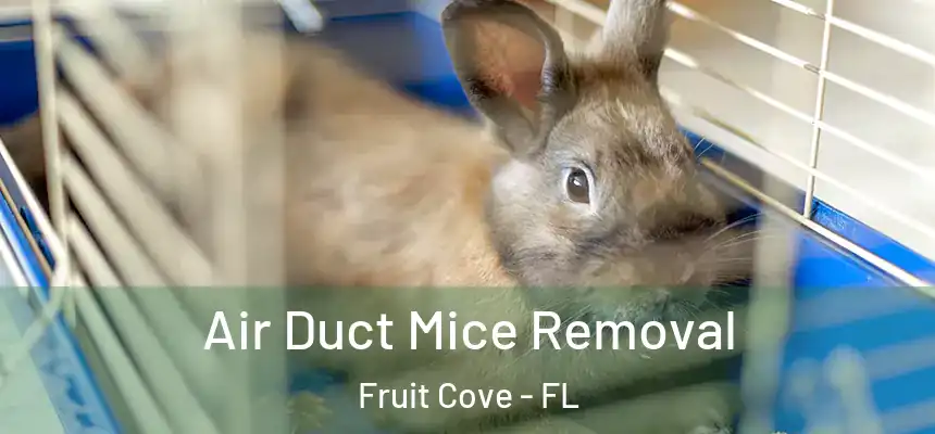 Air Duct Mice Removal Fruit Cove - FL