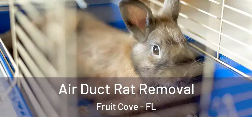  Air Duct Rat Removal Fruit Cove - FL